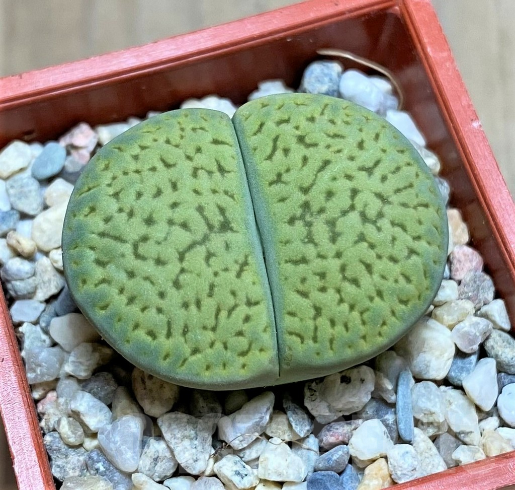 SHPR32168 Lithops hookeri 'Annarosa'
