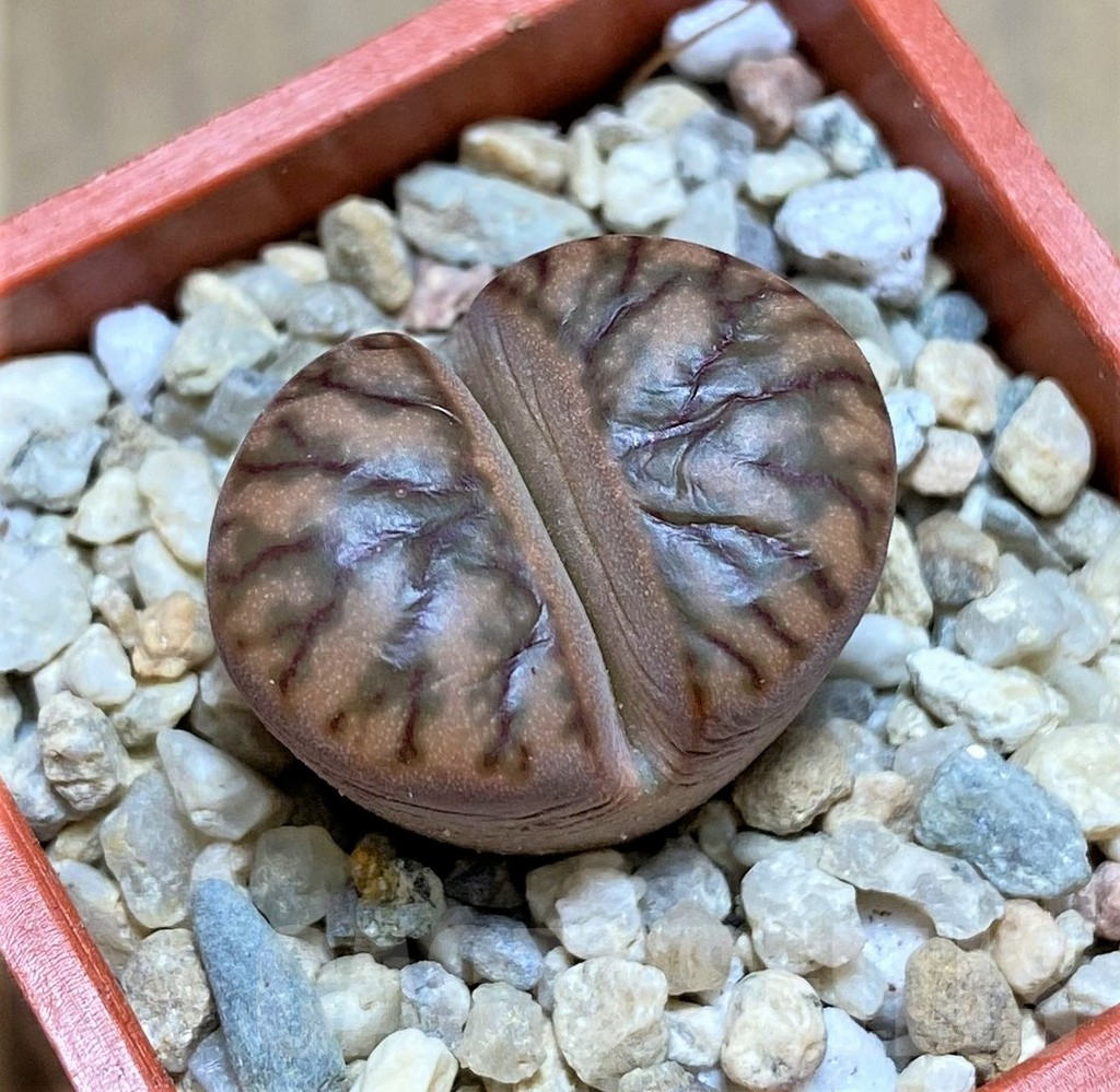 SHPR32169 Lithops bromfieldii 'Red Coral'