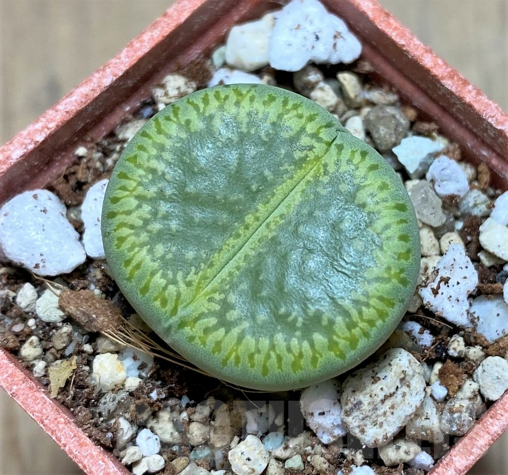 SHPR32170 Lithops aucampiae 'Bella Ketty' C48A