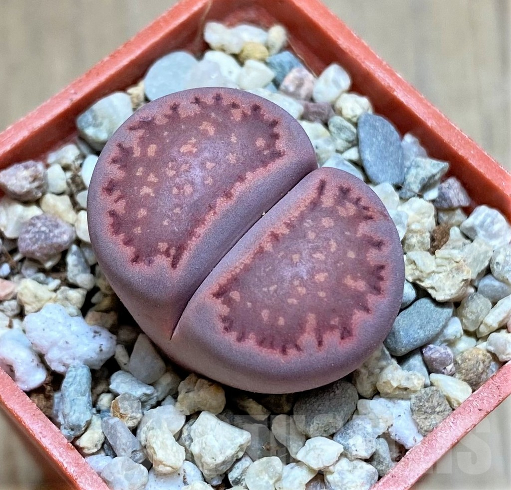 SHPR32171 Lithops salicola 'Sato's Violet'