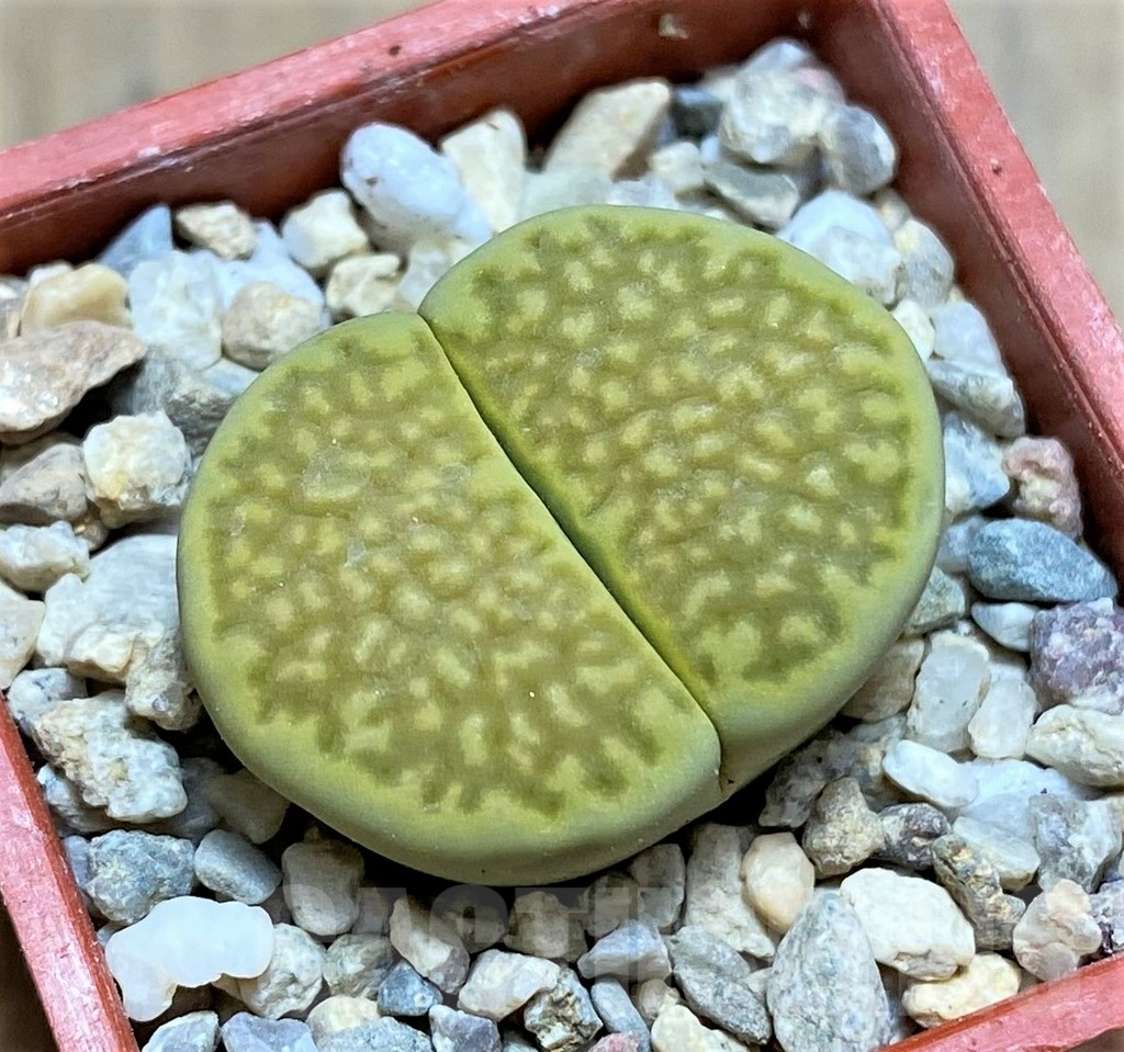 SHPR32172 Lithops hallii 'Green Soapstone'