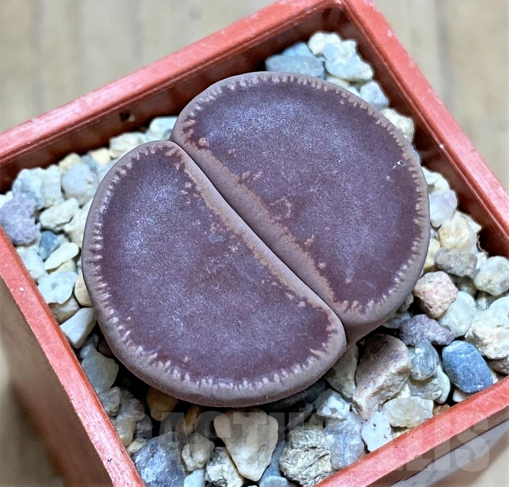 SHPR32173 Lithops aucampiae 'Ko'