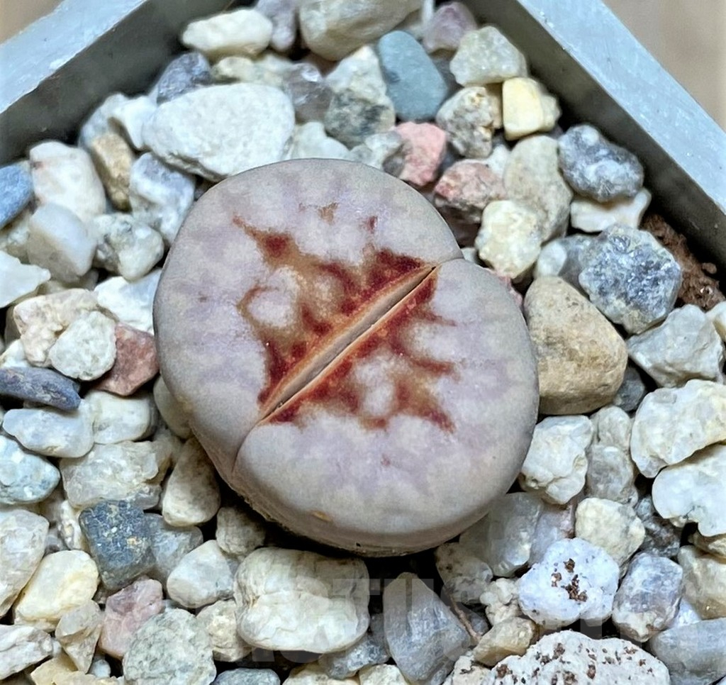 SHPR32174 Lithops julii 'Hot Lips'