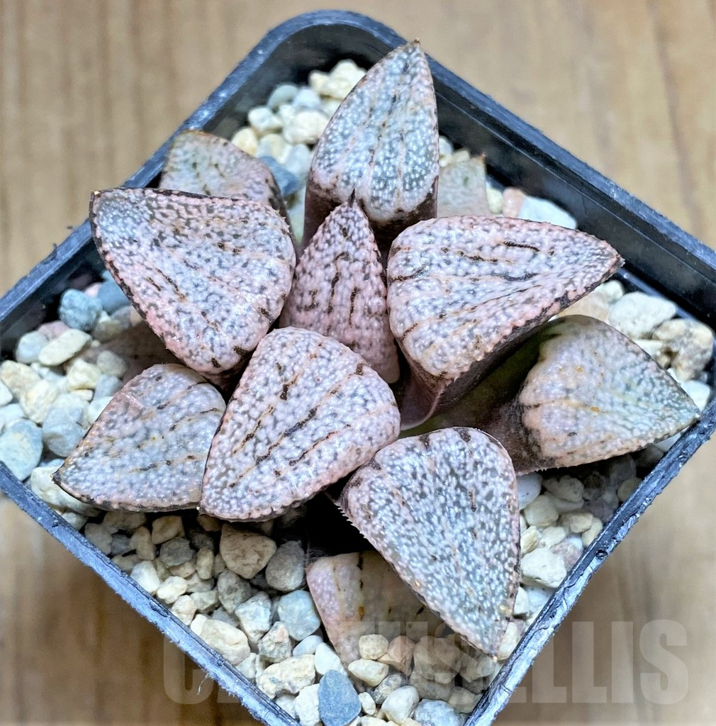SHPR32176 Haworthia picta 'Ruby Silver'