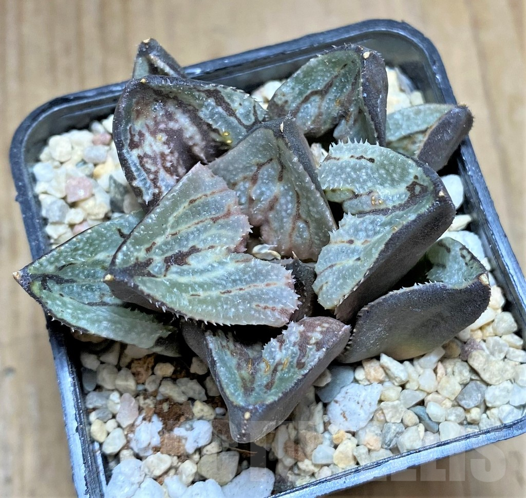 SHPR32179 Haworthia 'Kyo-no-Koi'