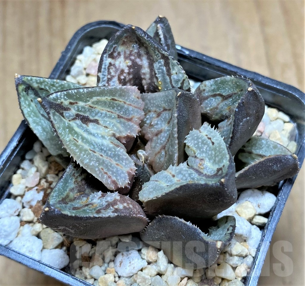 SHPR32179 Haworthia 'Kyo-no-Koi' - Imagen 2