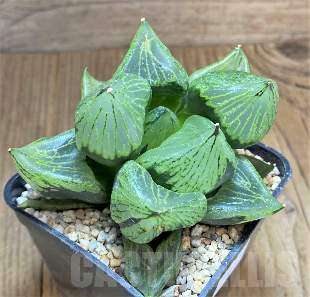SHPR32180 Haworthia 'Urahannya' - Imagen 2