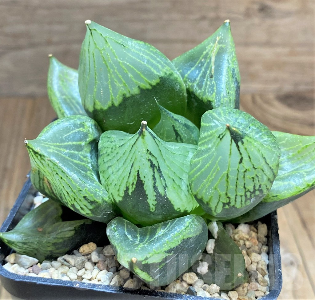 SHPR32180 Haworthia 'Urahannya'