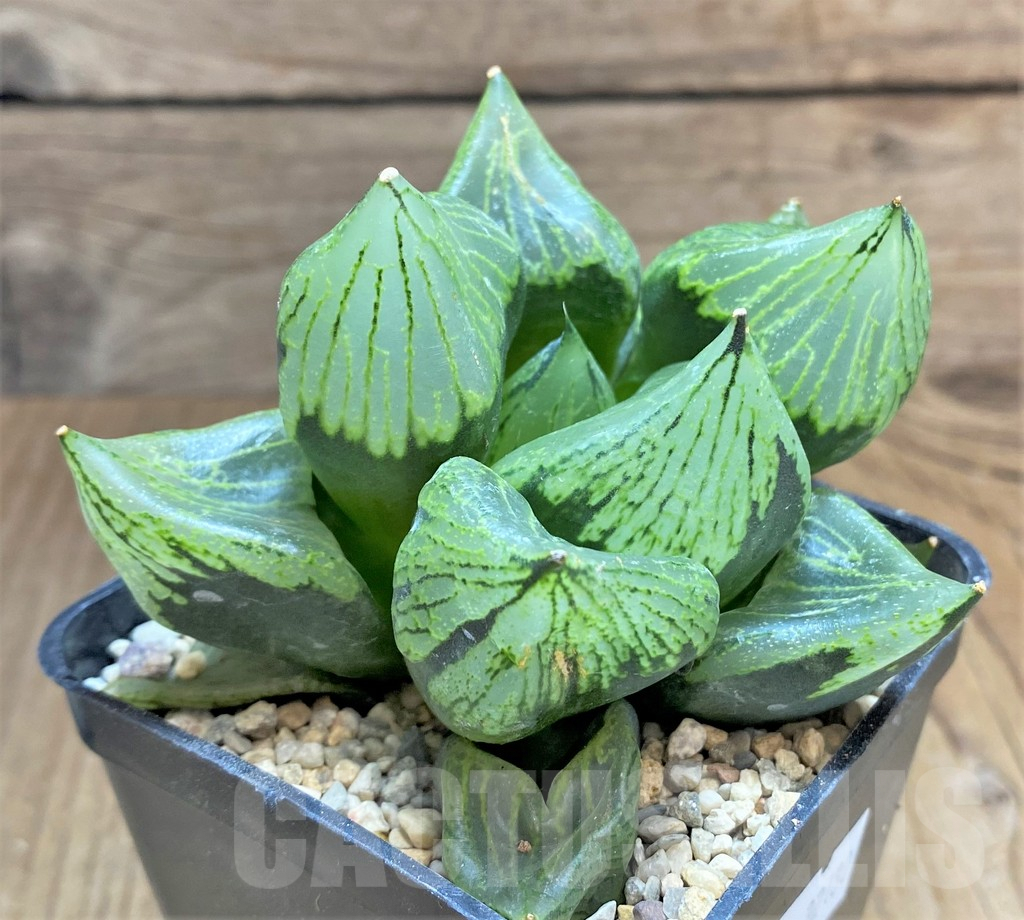 SHPR32180 Haworthia 'Urahannya' - Imagen 3