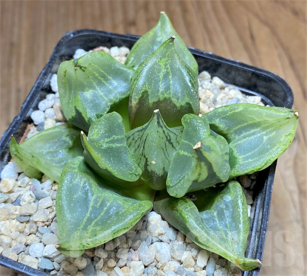 SHPR32181 Haworthia 'Urahannya' - Imagen 2