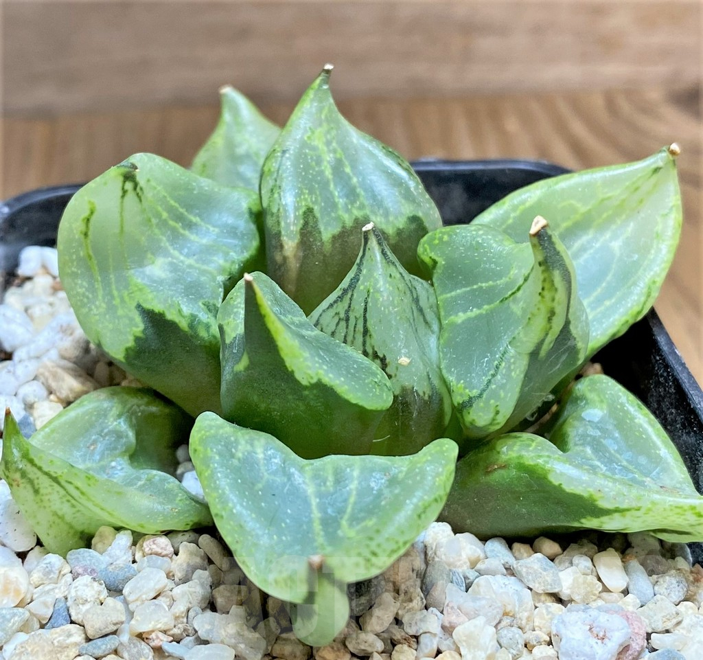 SHPR32181 Haworthia 'Urahannya'