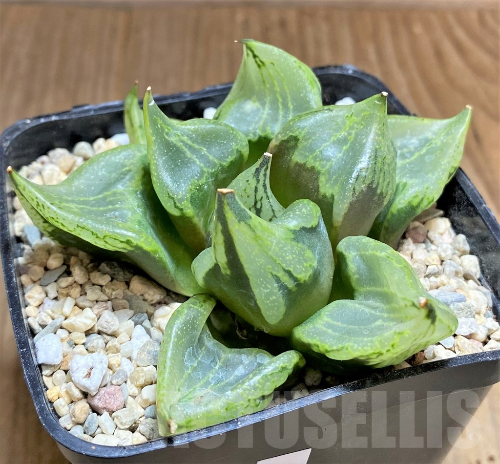 SHPR32181 Haworthia 'Urahannya' - Imagen 3