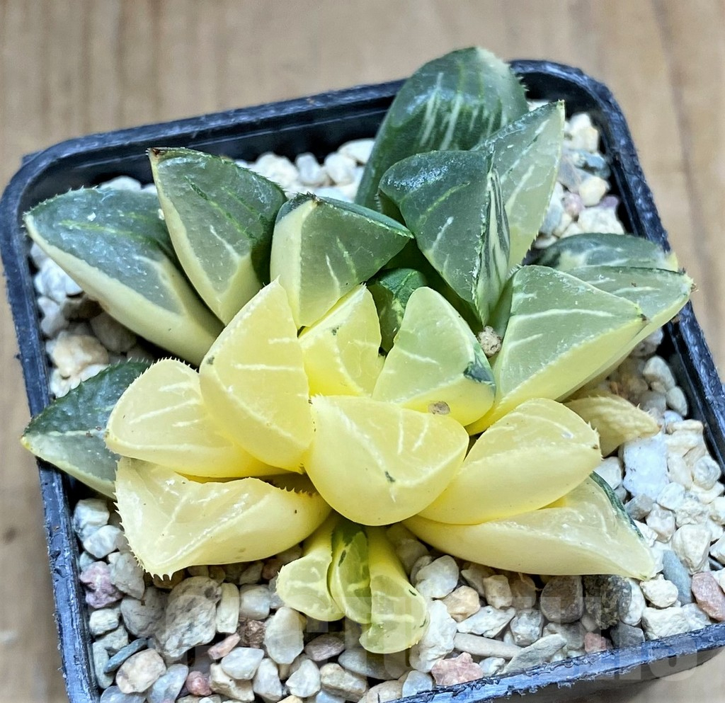 SHPR32192 Haworthia retusa f. variegata