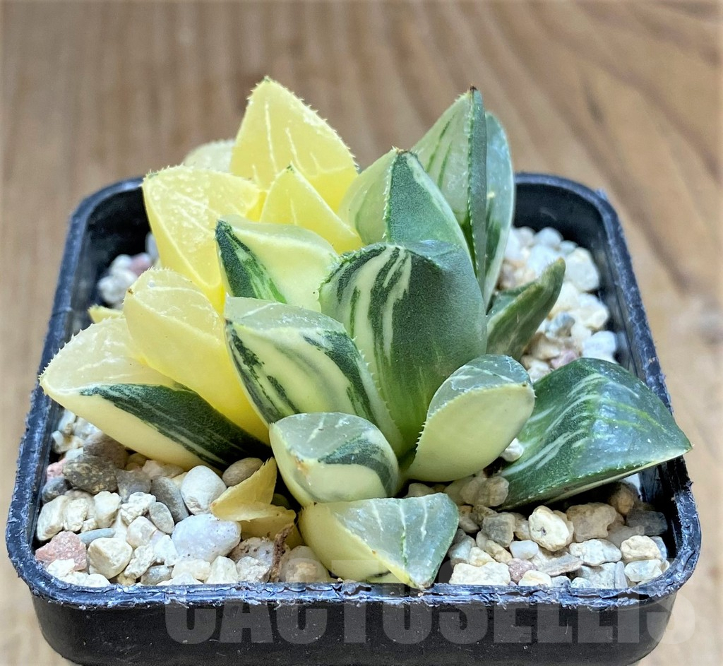 SHPR32192 Haworthia retusa f. variegata - Image 2