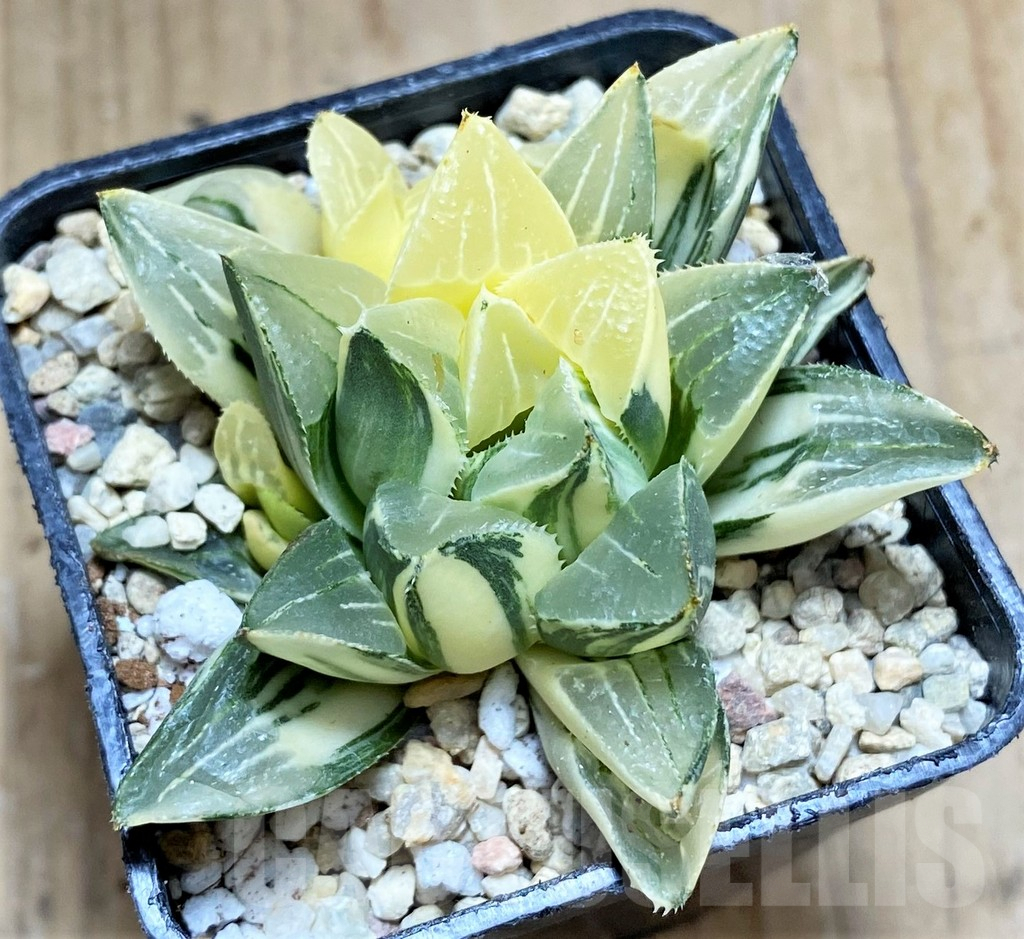 SHPR32193 Haworthia retusa f. variegata - Image 2