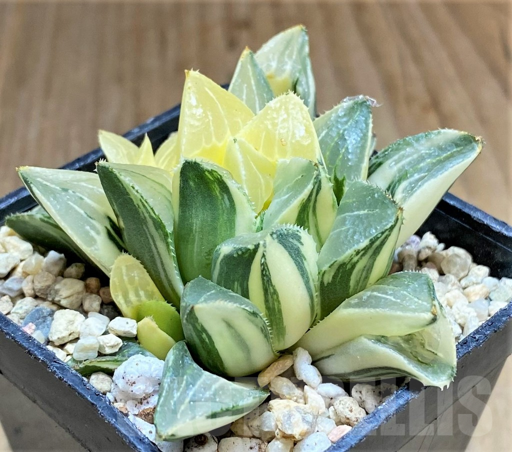 SHPR32193 Haworthia retusa f. variegata
