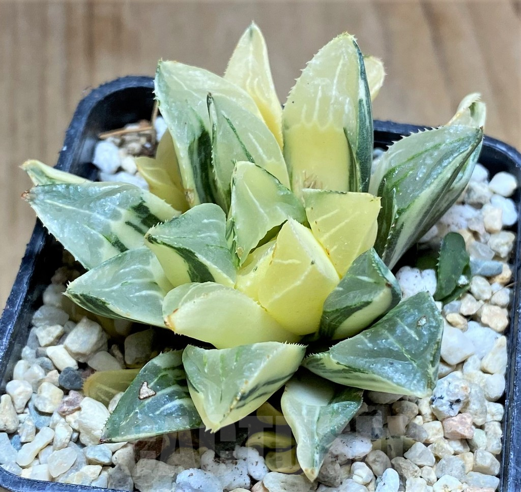 SHPR32195 Haworthia retusa f. variegata