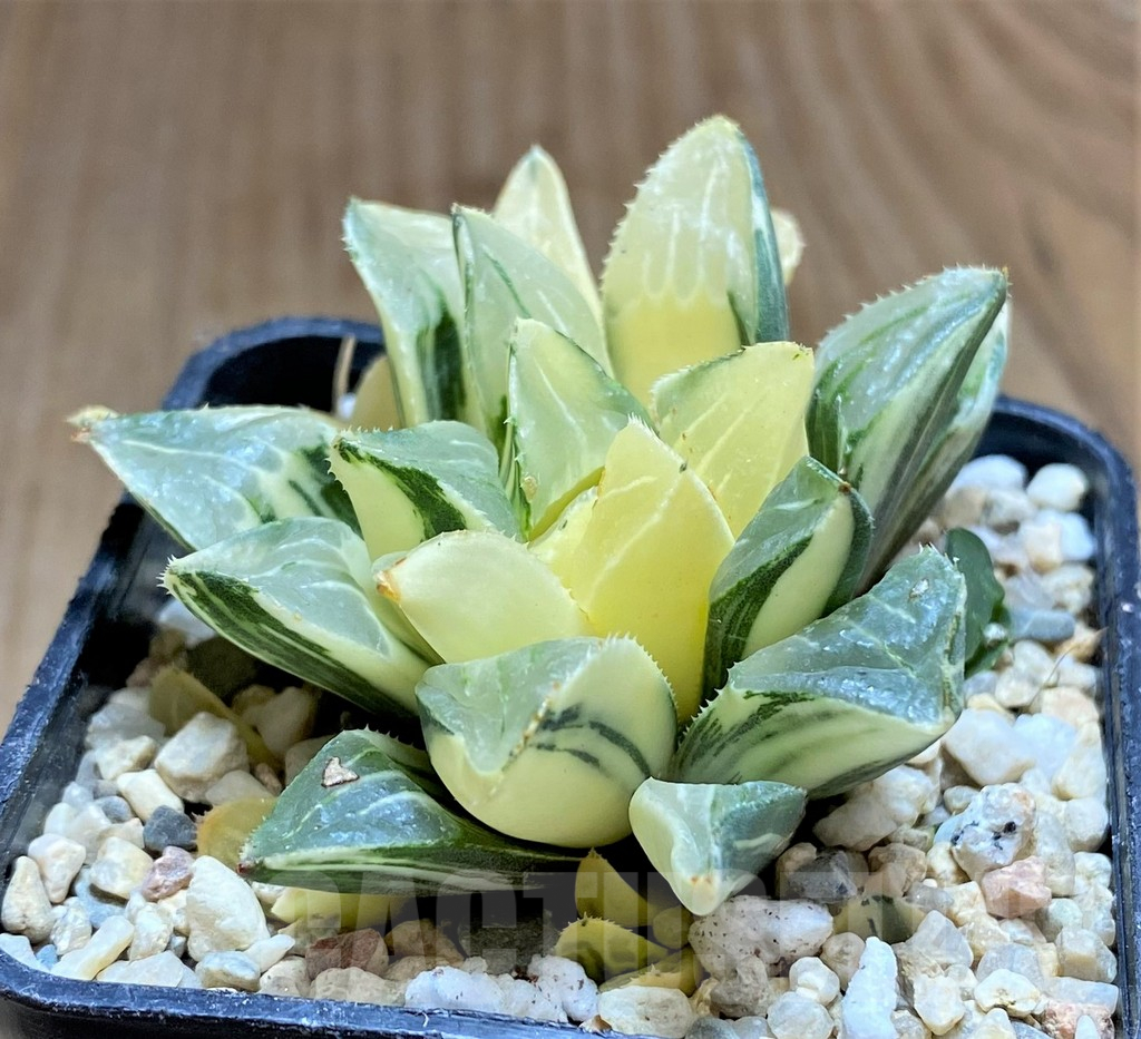 SHPR32195 Haworthia retusa f. variegata - Image 2