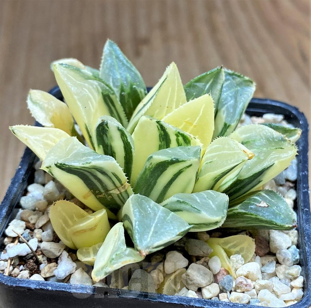 SHPR32195 Haworthia retusa f. variegata - Image 3