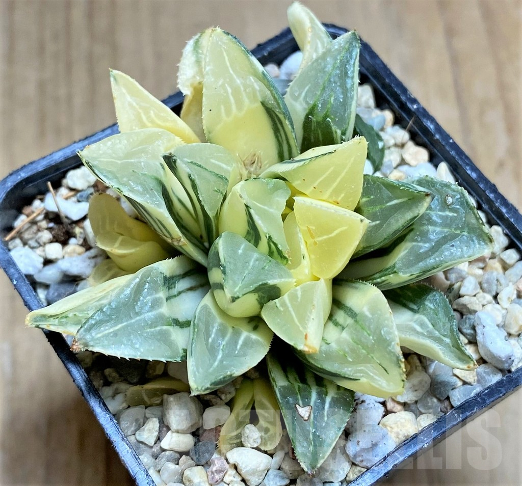 SHPR32195 Haworthia retusa f. variegata - Image 4