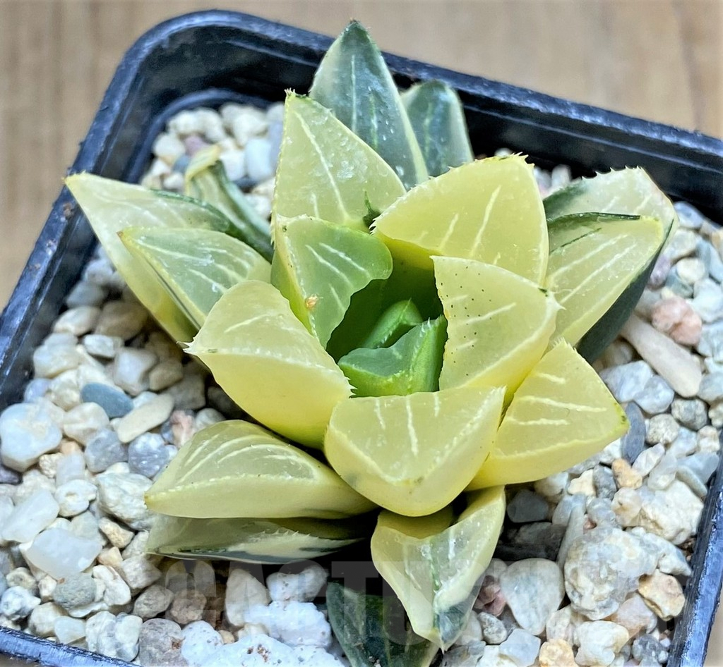 SHPR32196 Haworthia retusa f. variegata
