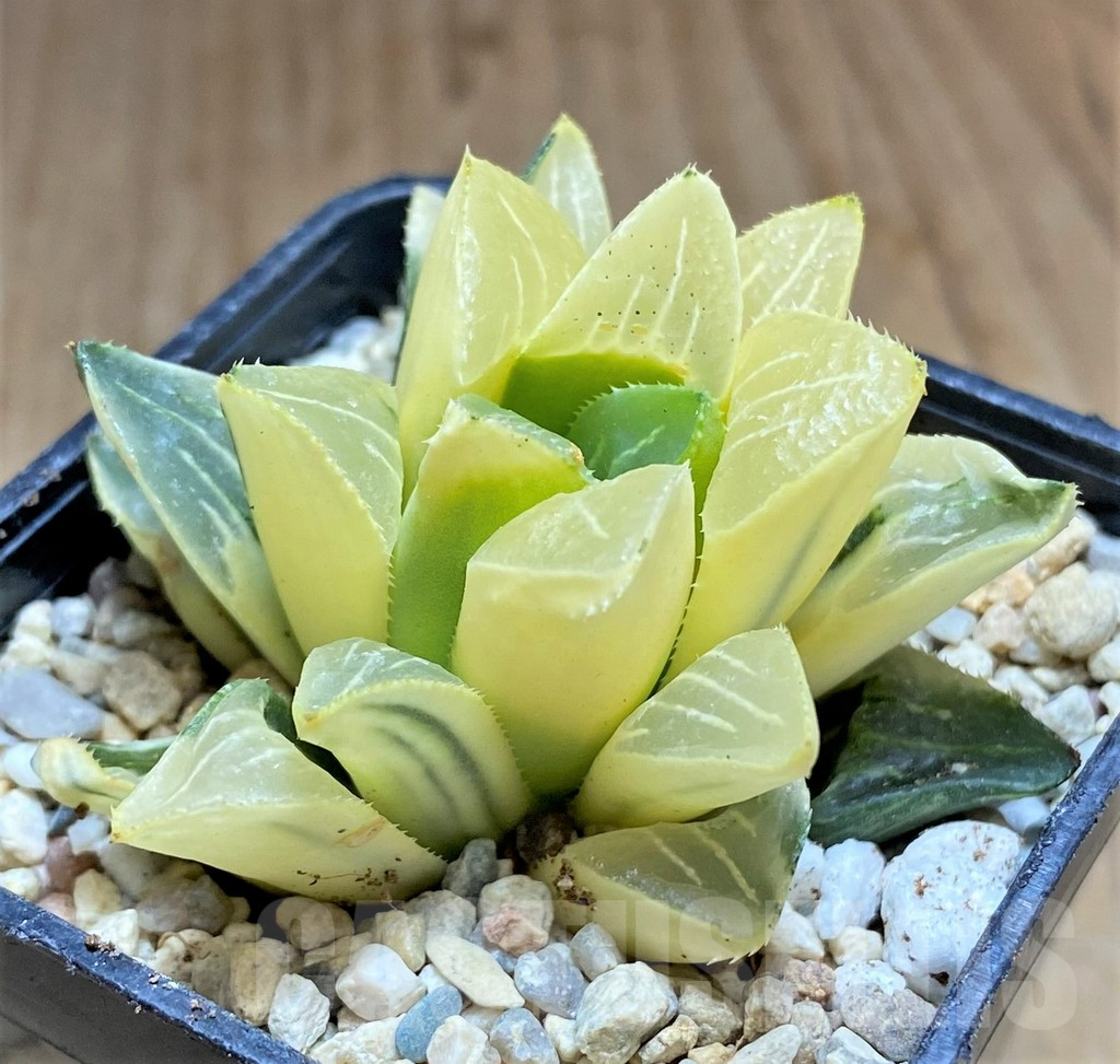 SHPR32196 Haworthia retusa f. variegata - Image 2