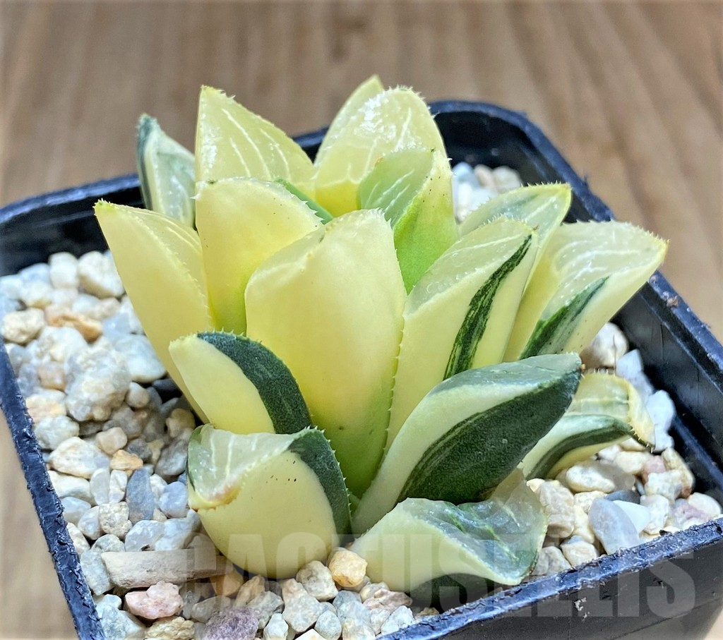 SHPR32196 Haworthia retusa f. variegata - Image 3