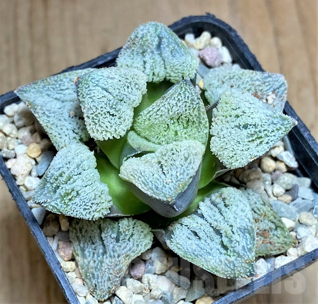 SHPR32197 Haworthia pygmaea 'Yuki No Sato'