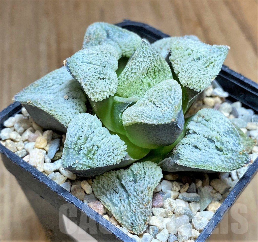 SHPR32197 Haworthia pygmaea 'Yuki No Sato' - Image 2