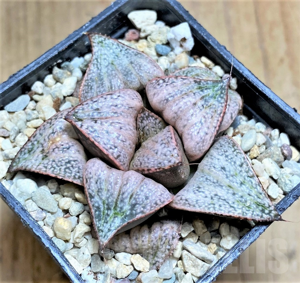 SHPR32198 Haworthia splendens 'Taj Mahal' - Image 2