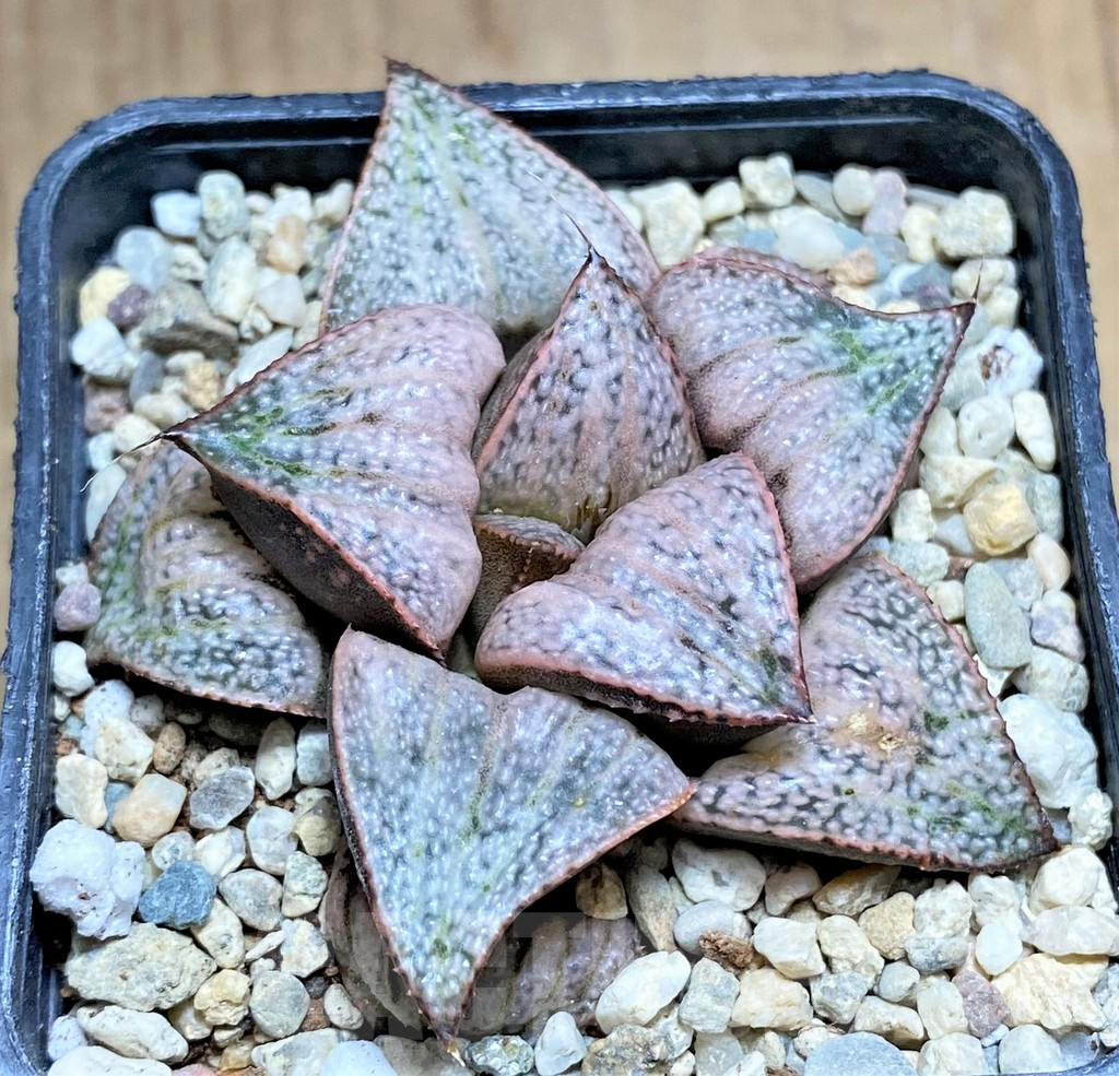 SHPR32198 Haworthia splendens 'Taj Mahal'