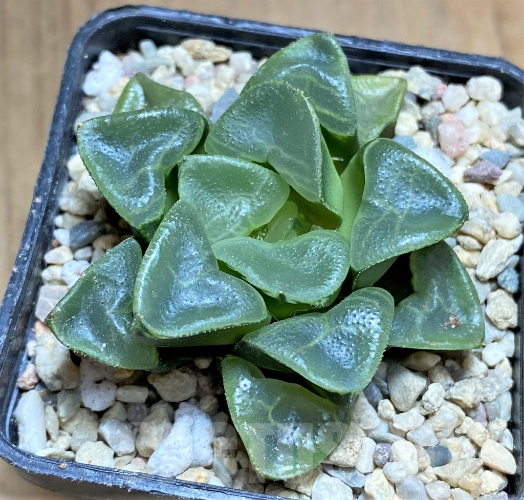 SHPR32201 Haworthia bayeri 'Auspicious clouds' - Image 2