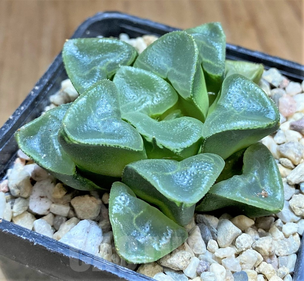 SHPR32201 Haworthia bayeri 'Auspicious clouds'