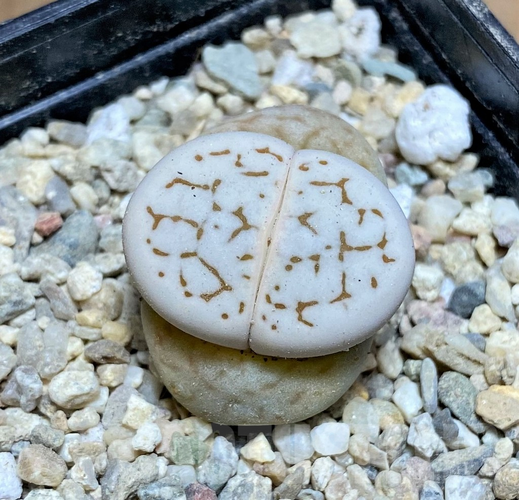 SHPR32202 Dinteranthus vanzylii