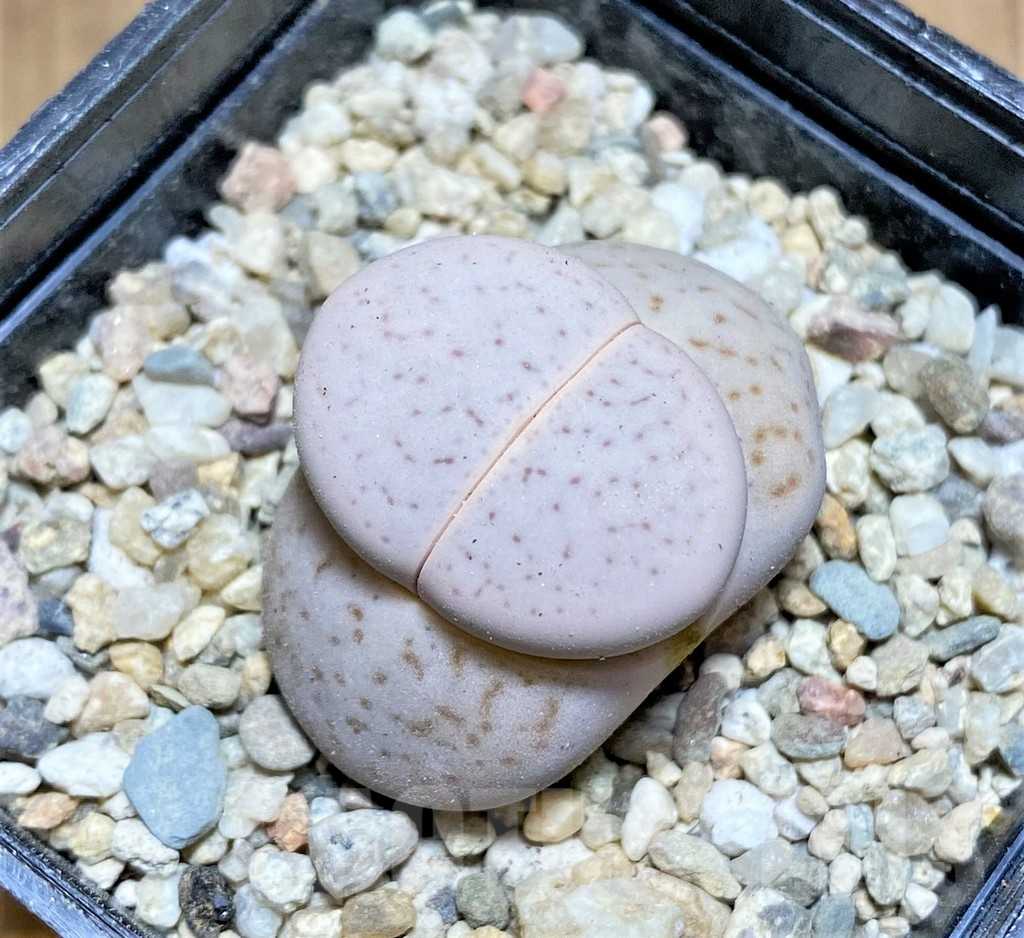 SHPR32203 Dinteranthus vanzylii