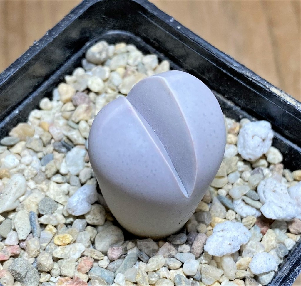 SHPR32205 Dinteranthus wilmotianus ssp. impunctatus