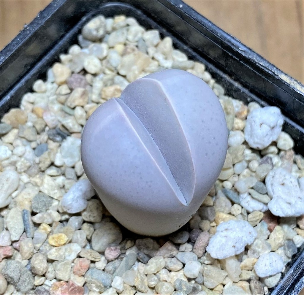 SHPR32205 Dinteranthus wilmotianus ssp. impunctatus - Image 2