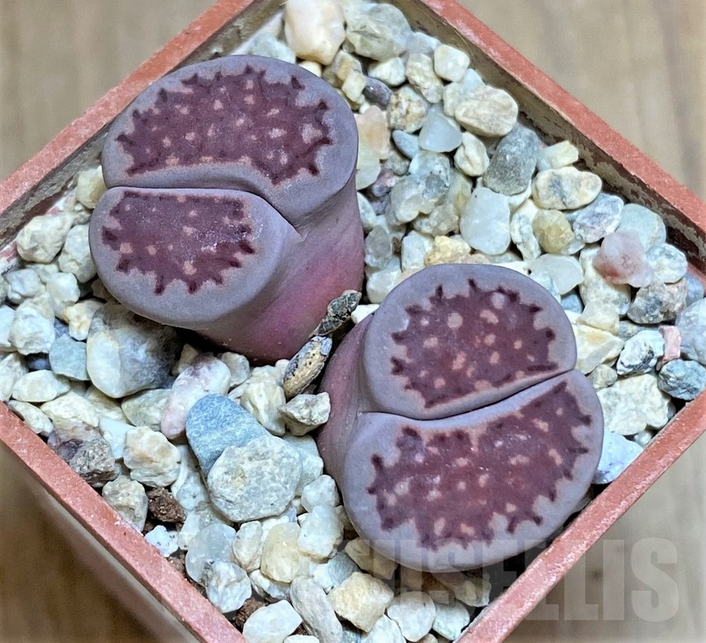 SHPR32206 Lithops salicola ‘Sato’s Violet’