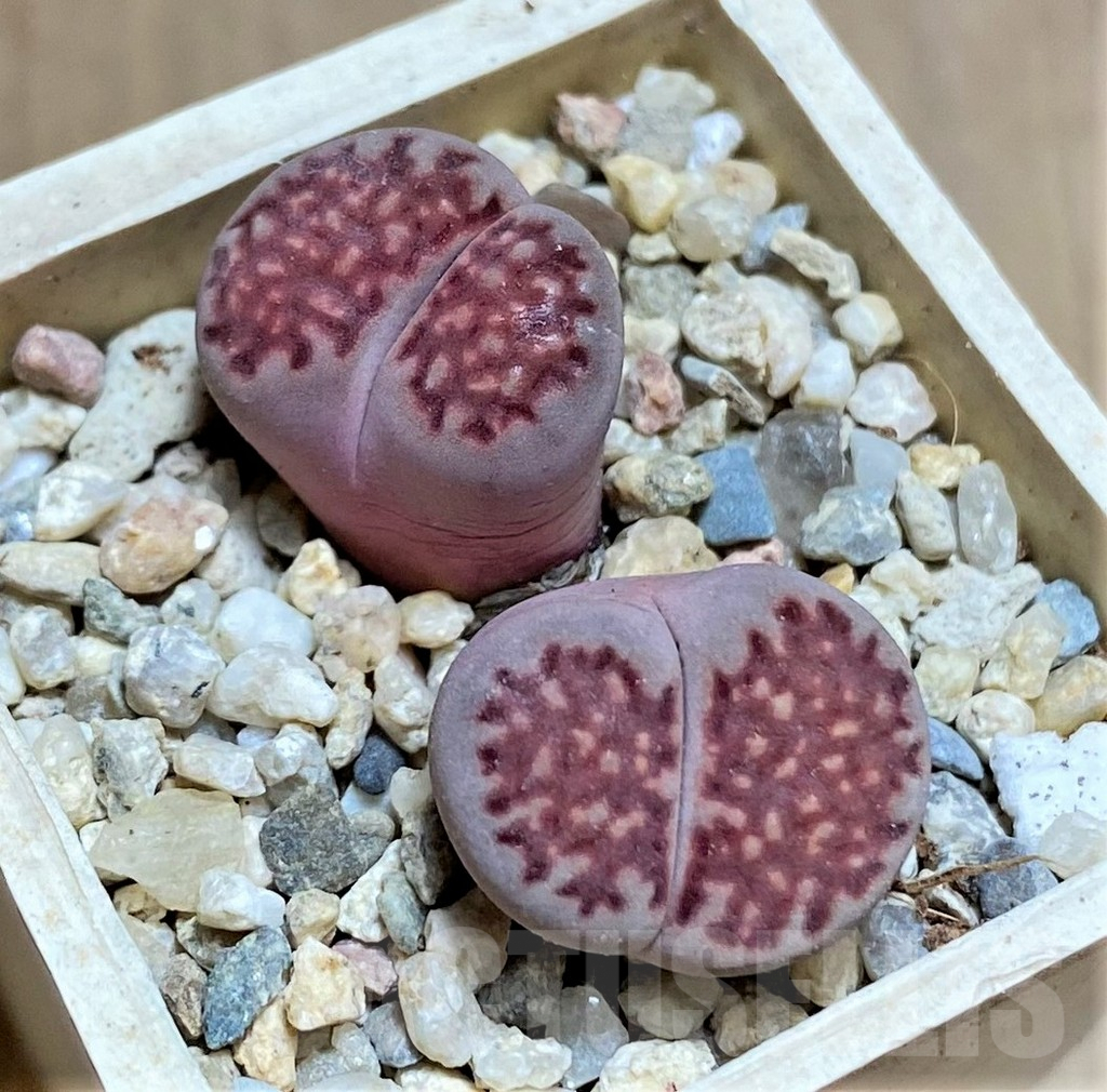 SHPR32207 Lithops salicola ‘Sato’s Violet’