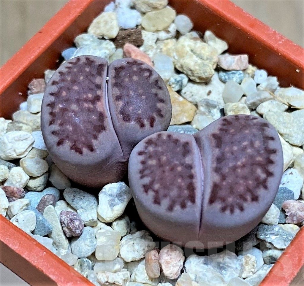 SHPR32209 Lithops salicola ‘Sato’s Violet’ - Image 2