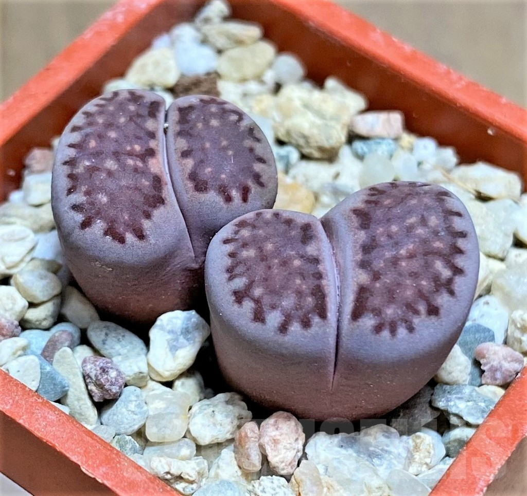 SHPR32209 Lithops salicola ‘Sato’s Violet’