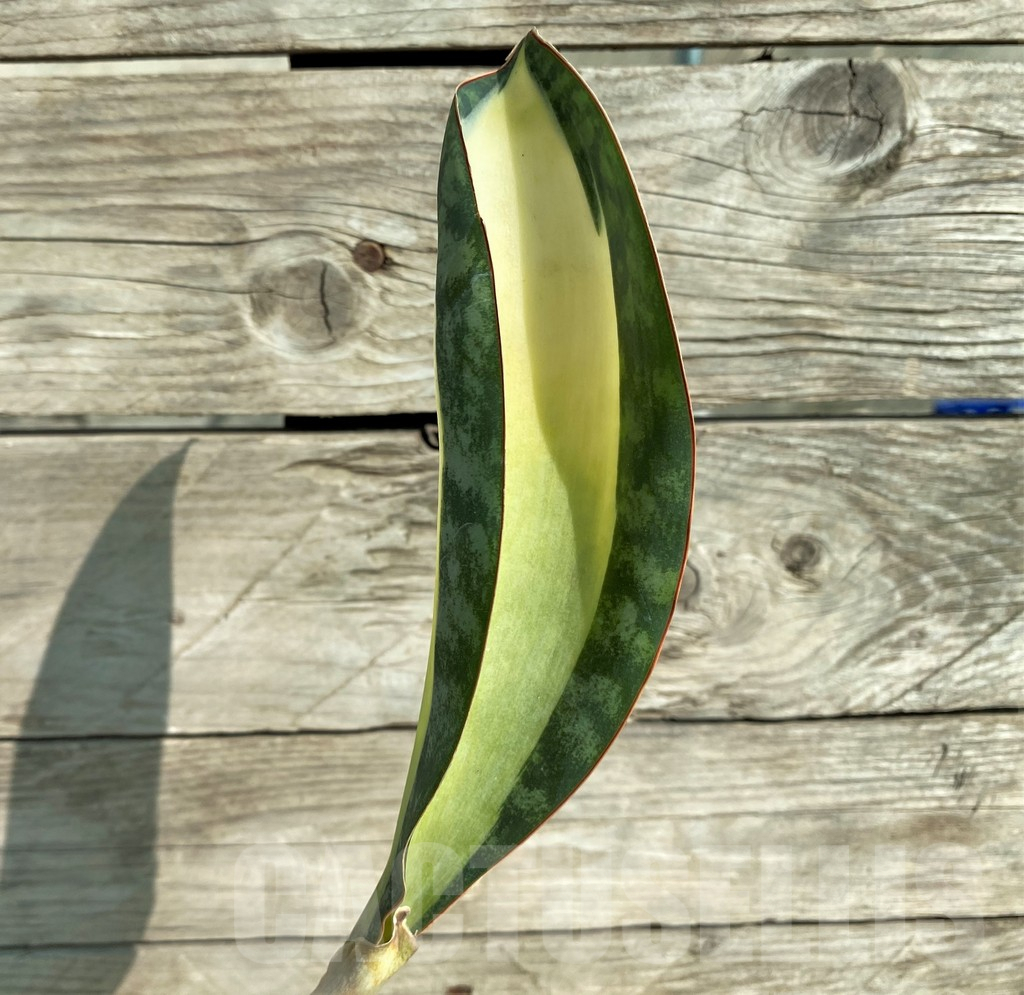 SHPR32258 Sansevieria 'Masoniana' mediopicta