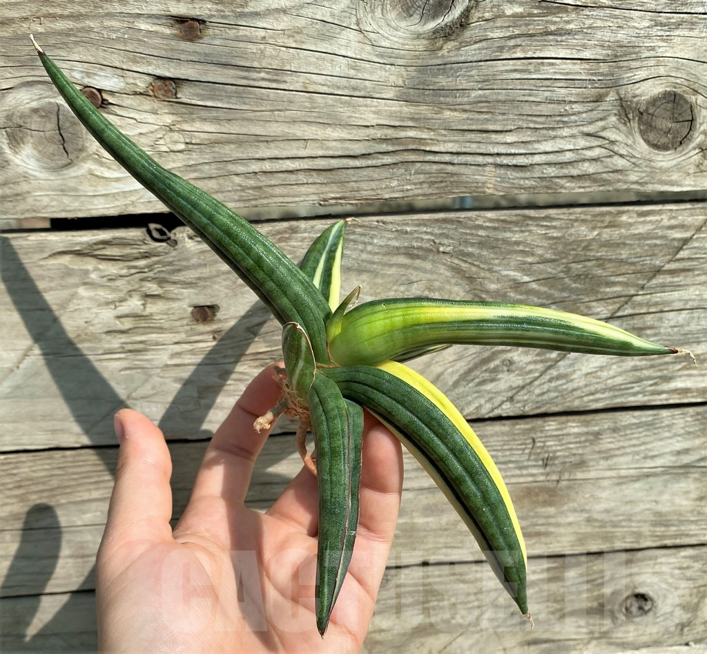 SHPR32264 Sansevieria patens f. variegata - Image 3