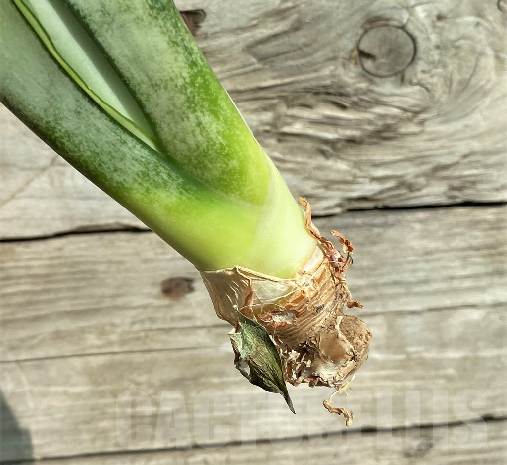 SHPR32293 Sansevieria ‘Moonshine’ - Image 3