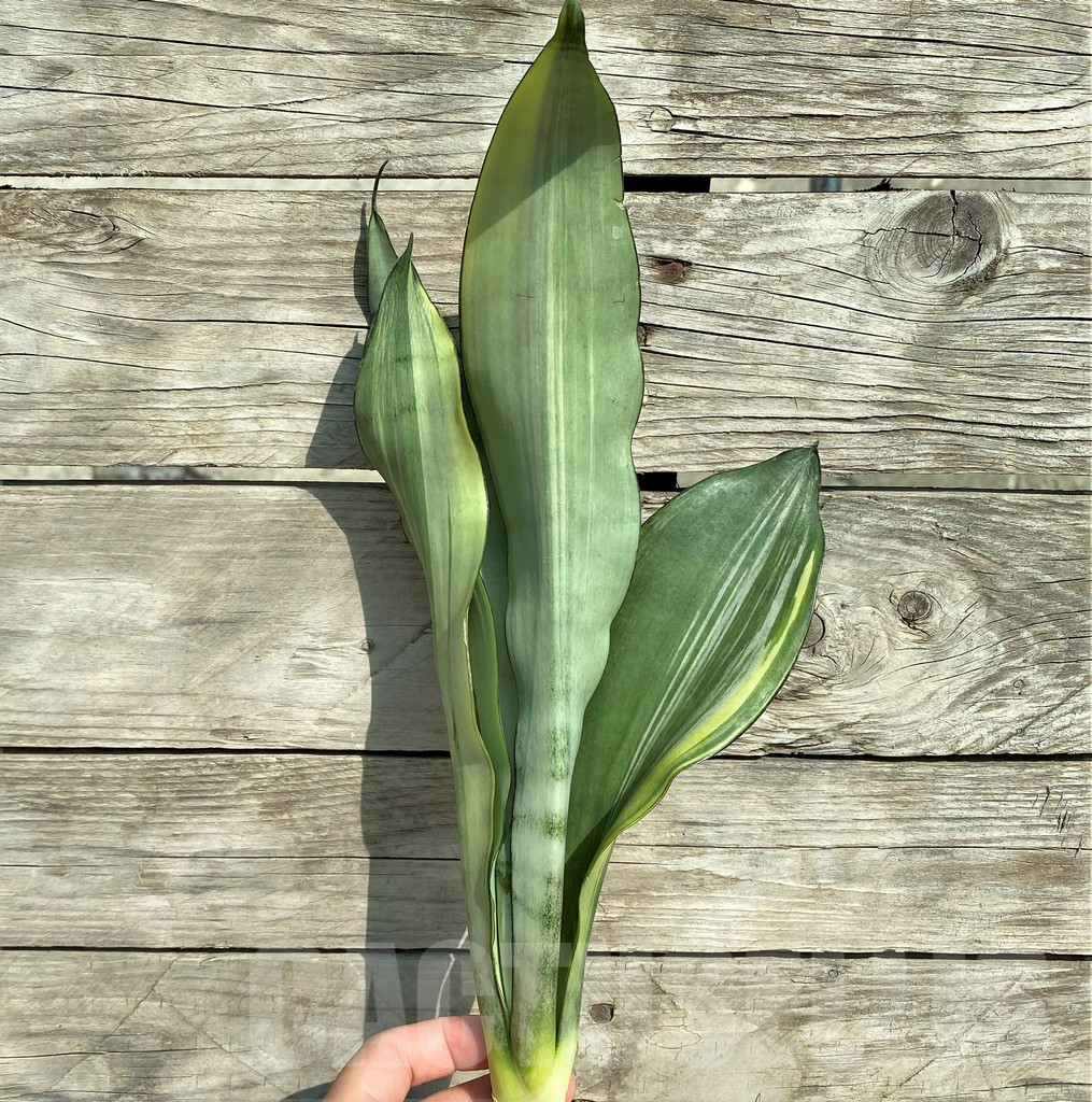 SHPR32293 Sansevieria ‘Moonshine’ - Image 2