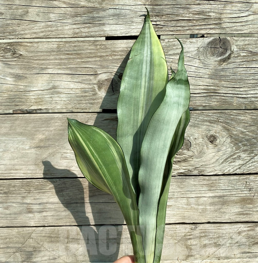 SHPR32293 Sansevieria ‘Moonshine’
