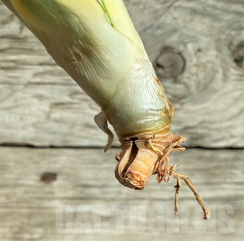 SHPR32302 Sansevieria 'Splash' - Obrázek 3