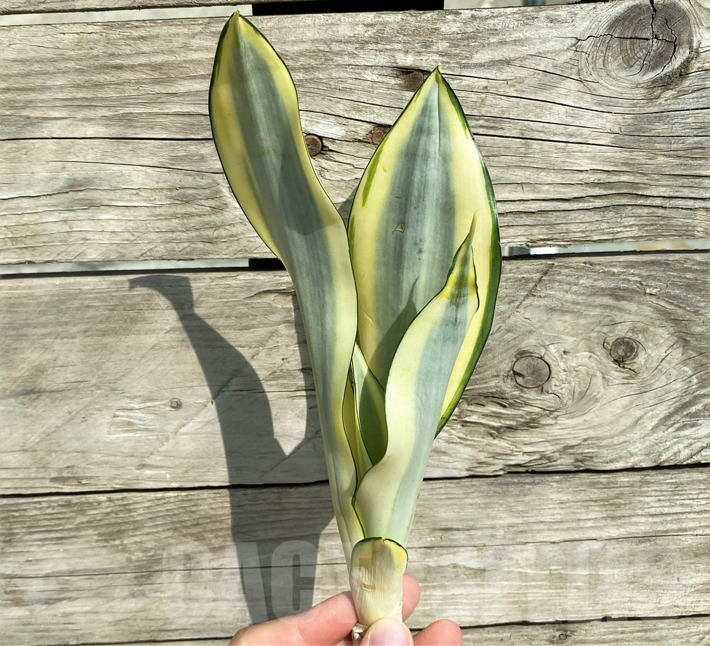 SHPR32302 Sansevieria 'Splash'