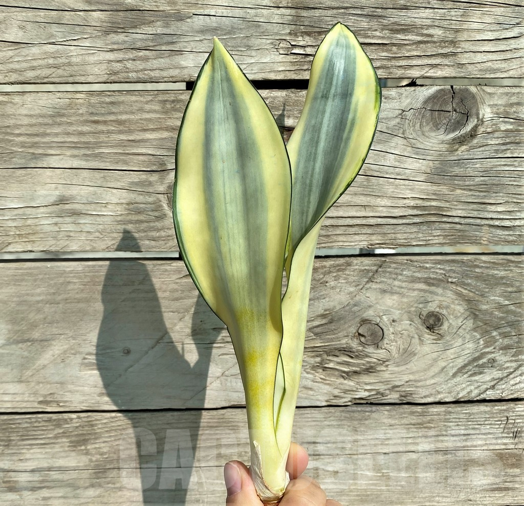 SHPR32302 Sansevieria 'Splash' - Obrázek 2