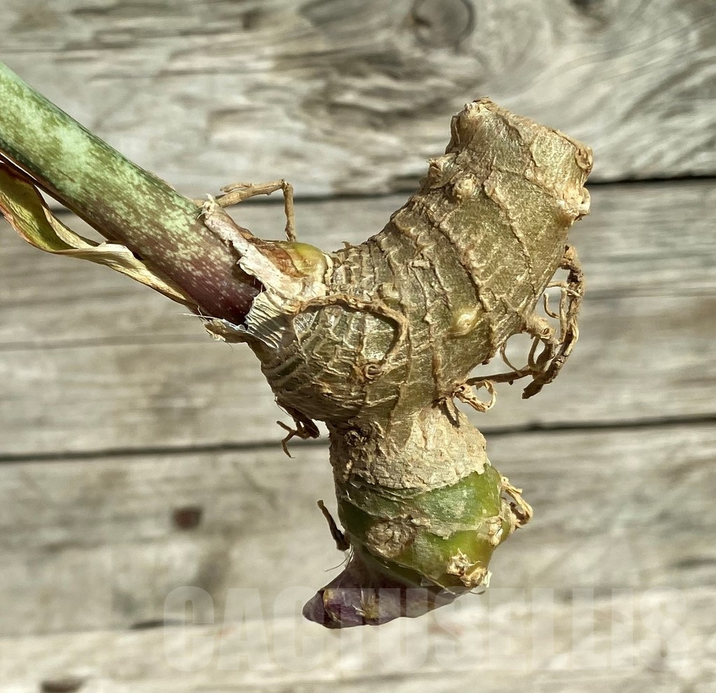 SHPR32305 Sansevieria 'Masoniana' white - 画像 (2)